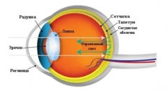 Як побачити кішок: секрети та особливості сприйняття тварин навколишнього світу