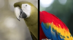 Як собаки бачать світ