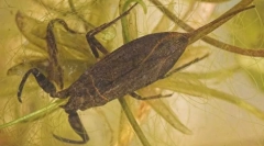 Як вода скорпіон дихає під водою?