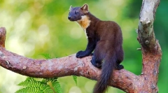 Що виглядає шнур (фото): virtuoso forest predator