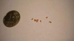 Що ви дивитеся при аналізі фекалій хробаків