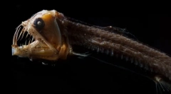 Що виглядають найстрашнішими морськими істотами (фото)