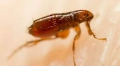 Що блеф укуси на людину виглядає