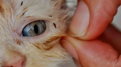 Як видалити бліх у кішку вдома