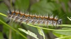 Як живуть caterpillar caterpants?