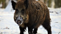 Як живуть кабани?