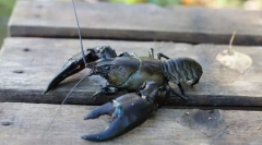 Як жити раками та крабами