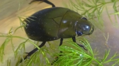 Як жук взуття дихає під водою?