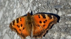 Як зимовий метелик?