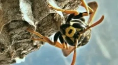 Як зима і що їдять оси?