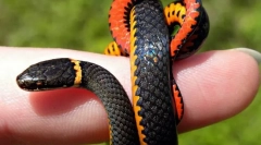 Як рухаються змії, не маючи ноги?