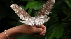 Яка метелик найбільша?