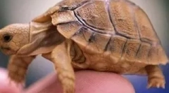 Що таке черепаха?