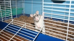 Яку клітину потрібна для щура, розміри, як зробити це самостійно