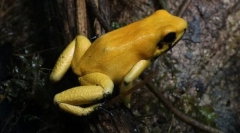 Яка жаба є найбільш отруйним?