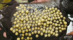 Що жаби виступає його потомство на спині?