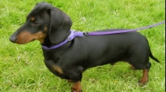 Яка порода собака є найбільш злом?