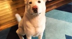 Яка порода глюкози собак