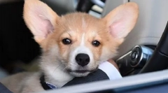 Що собака в патріарх кирило