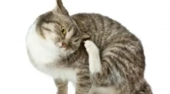 Які антигістаміни використовуються для лікування кішок