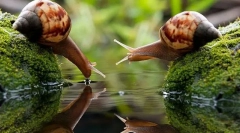 Що таке молюски?