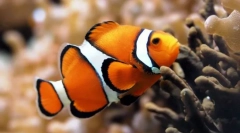 Що таке риба