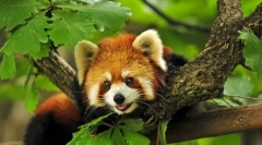 Що таке тварини?