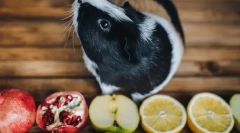 Які фрукти та ягоди їдять морську свиню