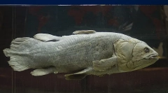 Які з відомих живих істот найдавніша?