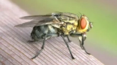 Що летить і чому укус?