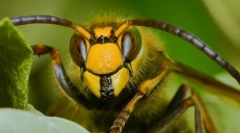 Які комахи допомагали людям винаходити папір?