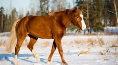 Які почуття розвиваються на коні?