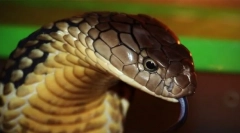 Які домашні тварини від 2020 року виявляються поза законом