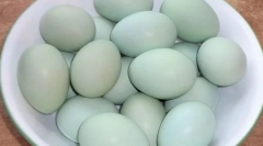 Які породи курчат сині і зелені яйця