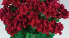 Які рослини отруйні для вашої кішки: не розмножуйте свої будинки