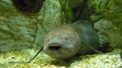 Що існує сучасні види риби з давніх часів?