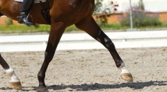 Які ставки є конем