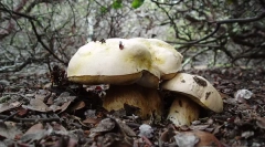 Які королівства живих істот?