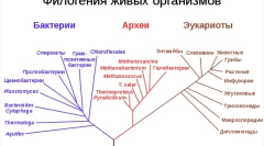 Які живі істоти?