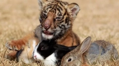 Які стосунки між тваринами в громадах?