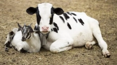 Які тварини з'явилися до суду?