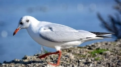 Які птахи називають морським і чому?