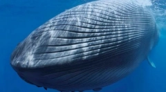 Які тварини стародавні навігатори взяли на себе великі острови?