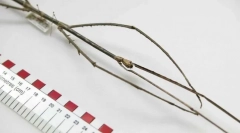 Яка комаха є найдовшою?