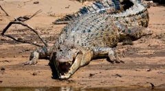 Що рептилій є найбільшим?