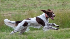 Яке слово може вимовлятися з собакою?