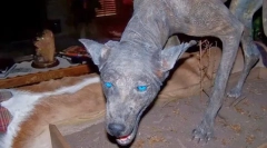 Яка дивна тварина боїться жителів південної америки?