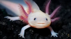 Яка велика посмішка посміхається?