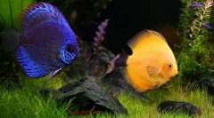 Яка тварина може бути запущена замість кота і собаки