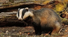 Яка тварина - це самий будинок?